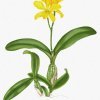 Laeliocattleya