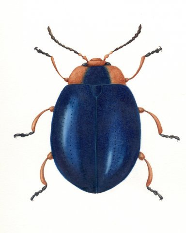 Chrysomelidae