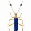 Entomologia
